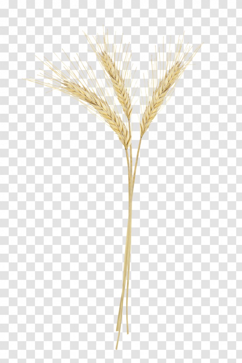 Emmer Image Triticale Sprouted Wheat - Grasses - Barley And Transparent PNG