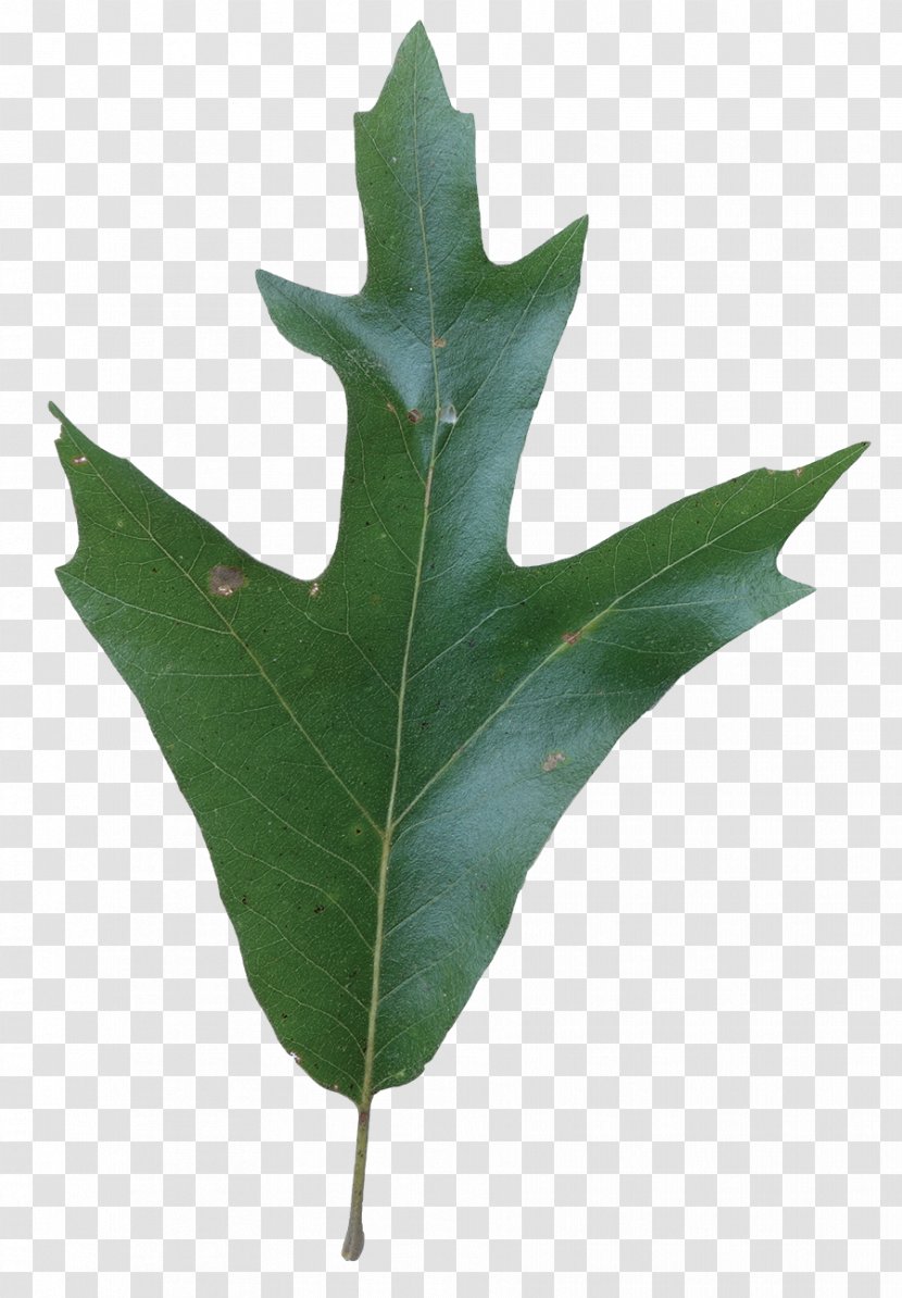 Leaf Pilot Oak Plant Stem Plants Southern Reds BBQ - Flower - Planetree Family Transparent PNG