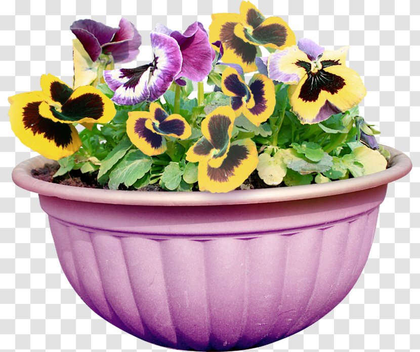 Pansy Cut Flowers Flowerpot Floral Design - Transvaal Daisy - Flower Transparent PNG