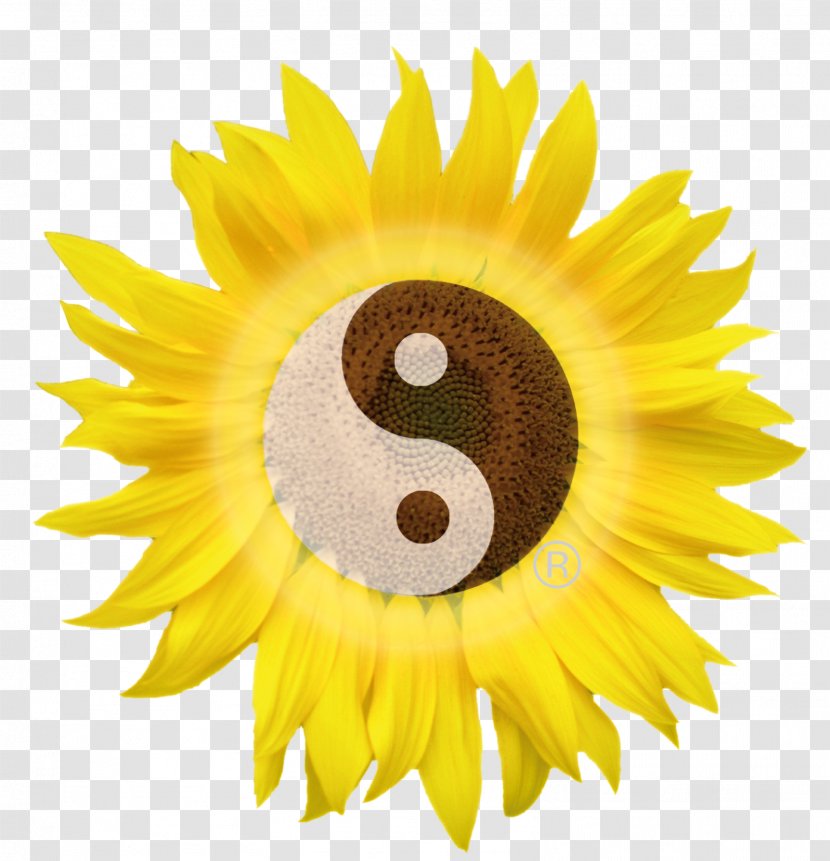 Sunflower M Close-up - Daisy Family - Matemathic Transparent PNG