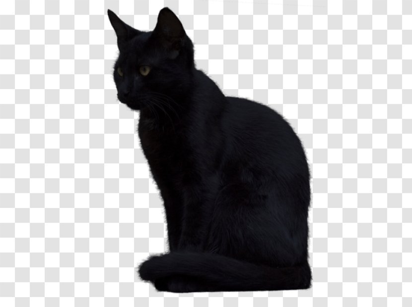 Black Cat Kitten Image - Korat Transparent PNG