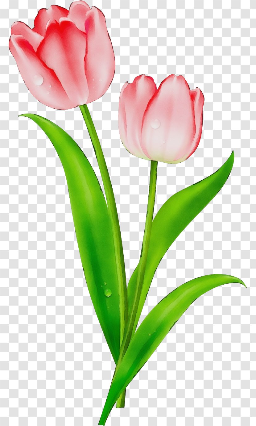 Tulip Flowering Plant Flower Petal - Cut Flowers - Pedicel Stem Transparent PNG