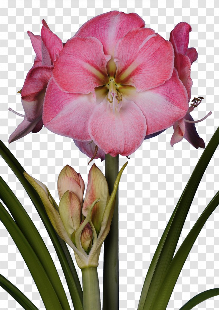Amaryllis Bulb Flower Jersey Lily Red Transparent PNG