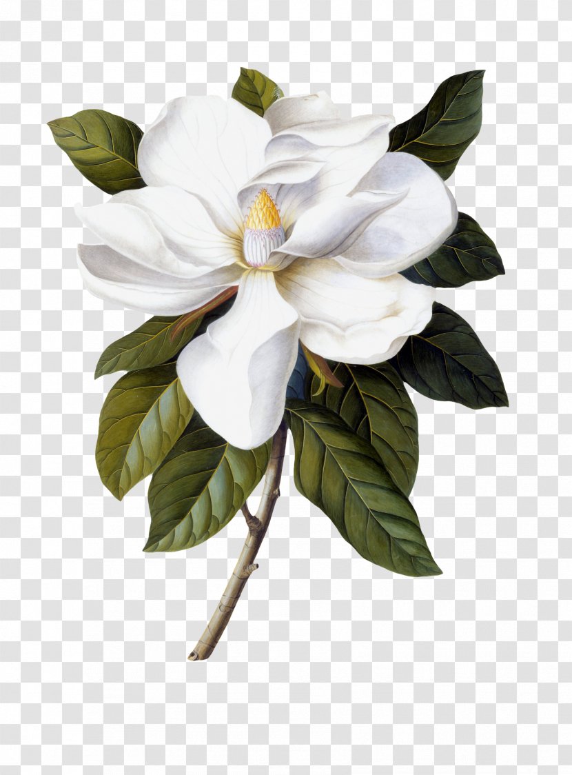 Southern Magnolia Botanical Illustration Painting Botany Printmaking - Flowering Plant Transparent PNG