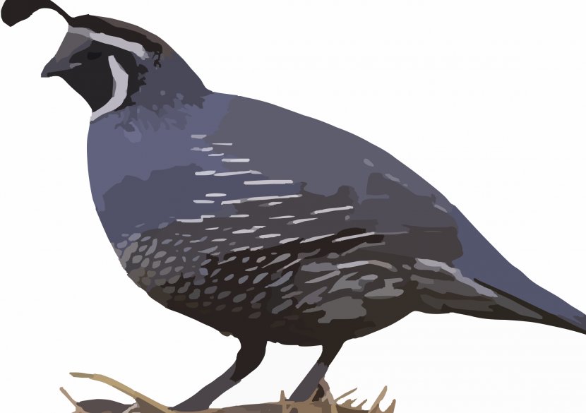 Quake Quail Bird Feather Galliformes - Grouse Transparent PNG