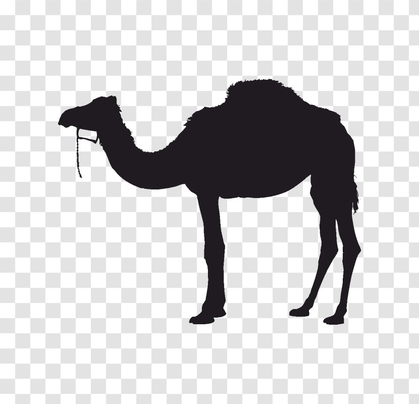 Bactrian Camel Dromedary Silhouette - Mammal Transparent PNG