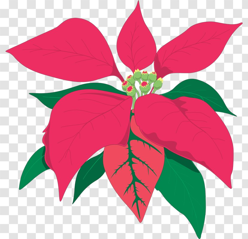 Poinsettia Animaatio Flower - Christmas - Versus Transparent PNG