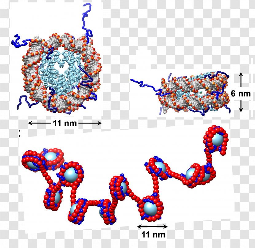 Nucleosome Chromatin Histone DNA Non-covalent Interactions - Structural Combination Transparent PNG