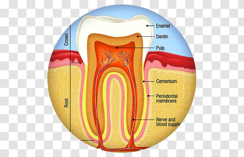 Human Tooth Dental Anatomy Decay Endodontic Therapy - Tree - Crown Transparent PNG