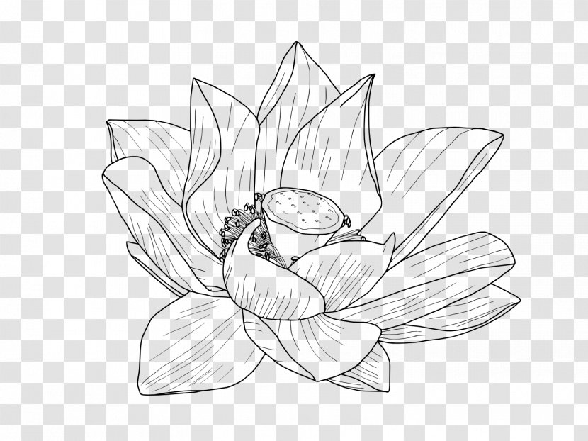 Nelumbo Nucifera Flower Drawing Egyptian Lotus Clip Art Transparent PNG