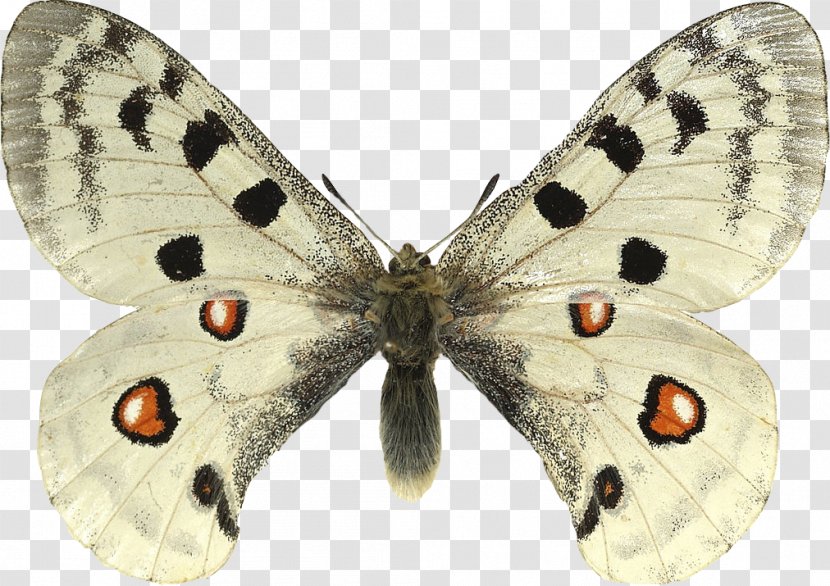 Butterfly Apollo Parnassius Phoebus Species Large White Transparent PNG