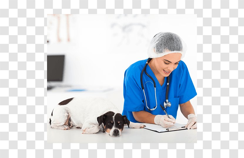 Puppy Horse Veterinarian Duchateau / Veerle Federal Agency For The Safety Of Food Chain - Cat Transparent PNG