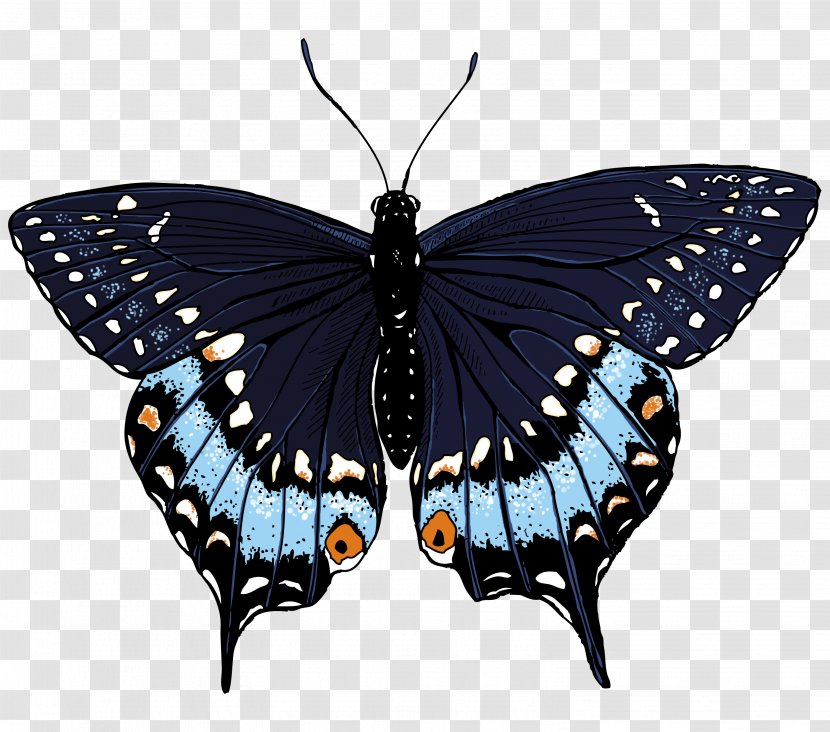 Monarch Butterfly Illustration - Symmetry - Illustrations Transparent PNG