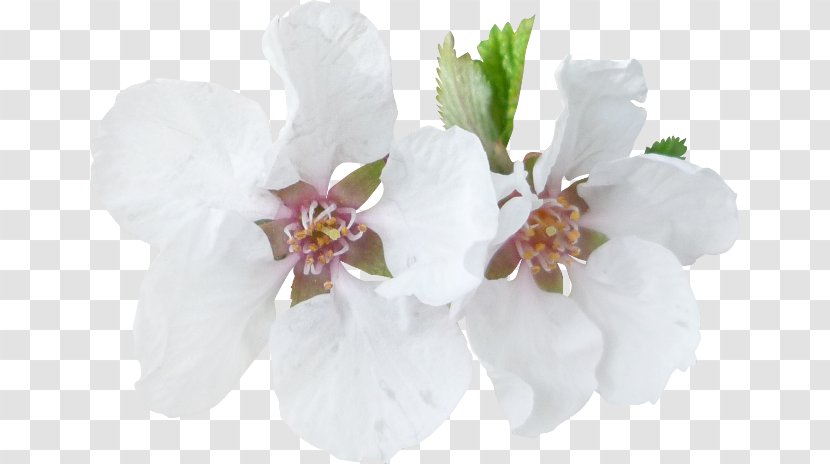 Blossom Tree Moth Orchids Branch - Easter Transparent PNG