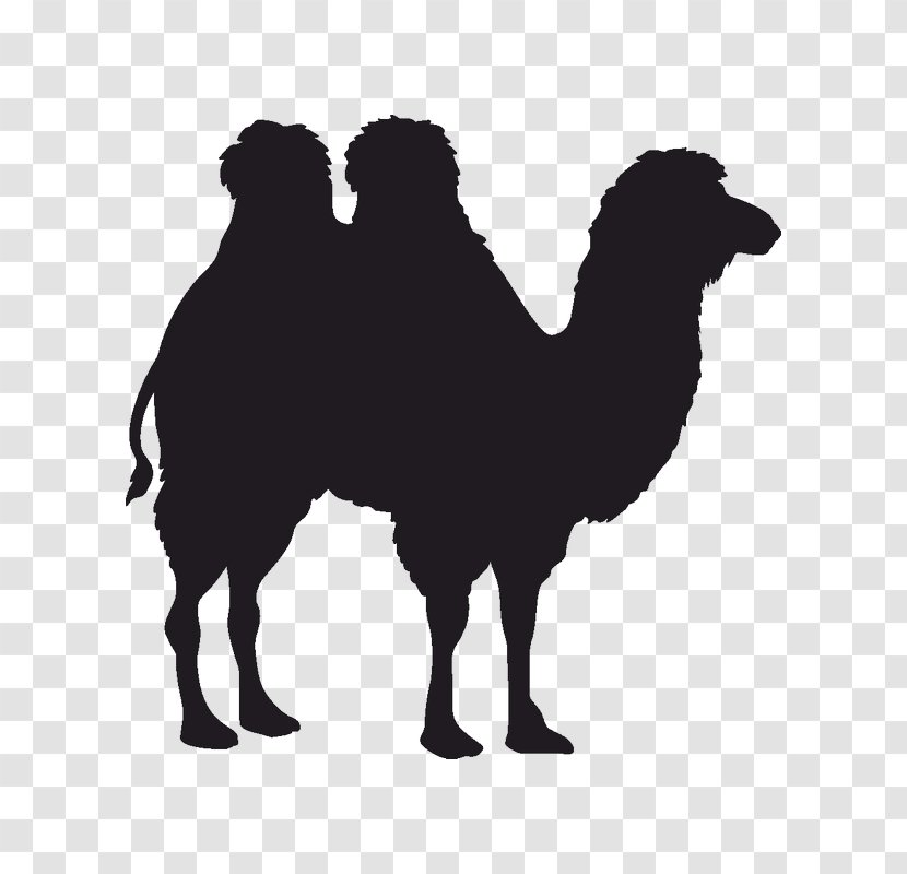 Dromedary Bactrian Camel - Arabian Transparent PNG