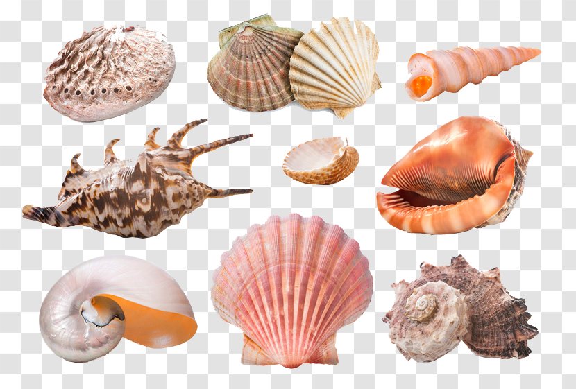 Seashell Starfish Snail Molluscs Sand - Sea - Beautiful Creatures Transparent PNG