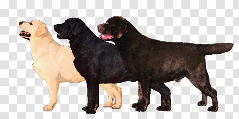 Flat-Coated Retriever Labrador Newfoundland Dog Breed Cane Corso - Like Mammal Transparent PNG