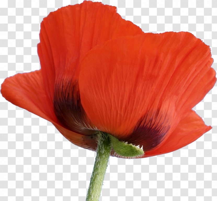 Flowering Plant Poppy Blume - Seed Transparent PNG