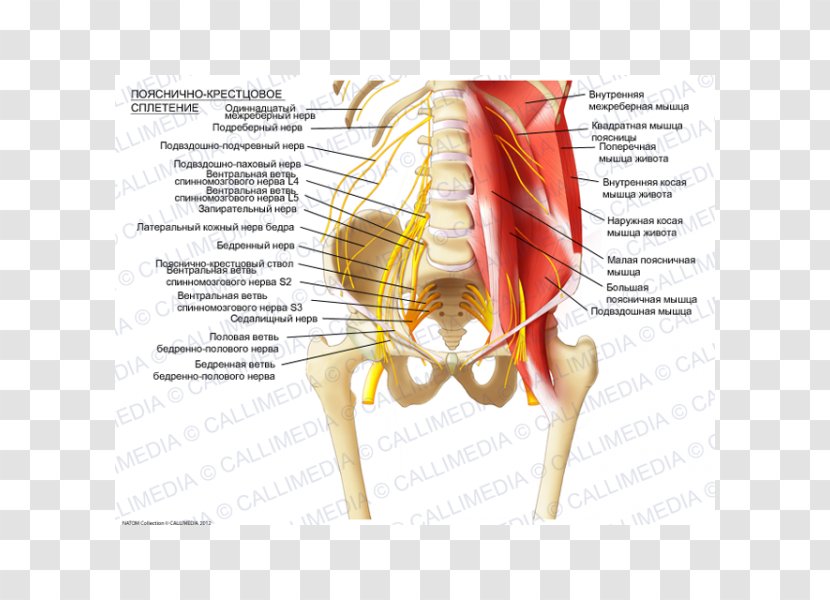 Sacral Plexus Lumbar Ilioinguinal Nerve Iliohypogastric - Silhouette - Tree Transparent PNG