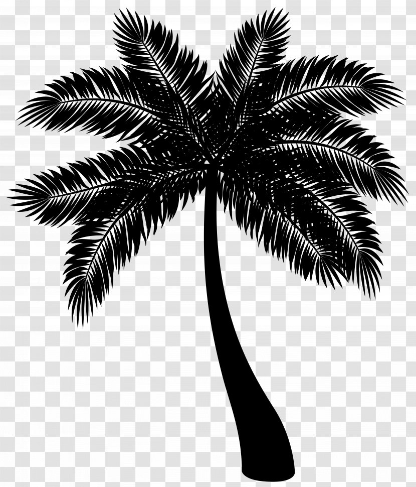 All Trees Matter, Inc. Howea Forsteriana Palm Fatima Presidency - Elaeis - Black Transparent PNG