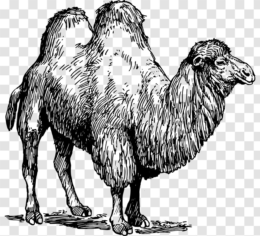 Bactrian Camel Dromedary Australian Feral Clip Art - Cartoon - Camels Transparent PNG
