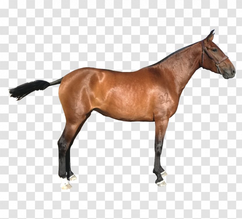 Mare Mustang Foal Stallion Rein Transparent PNG