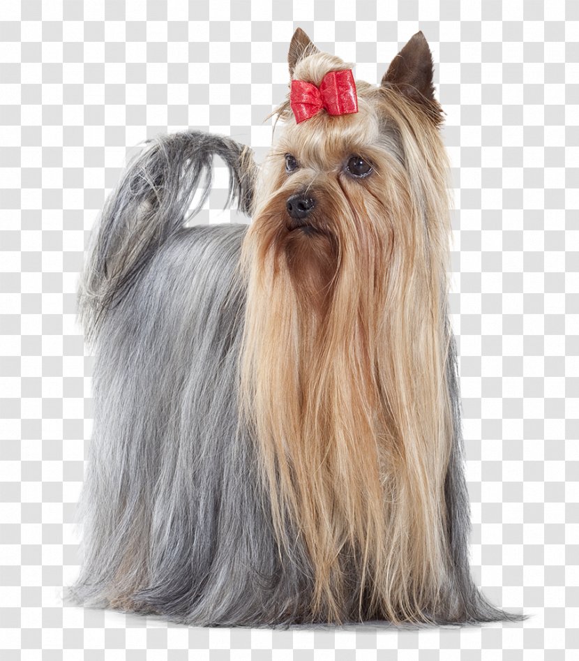 Yorkshire Terrier Australian Silky Cairn Cat Food Companion Dog - Toy - Croquettes Transparent PNG