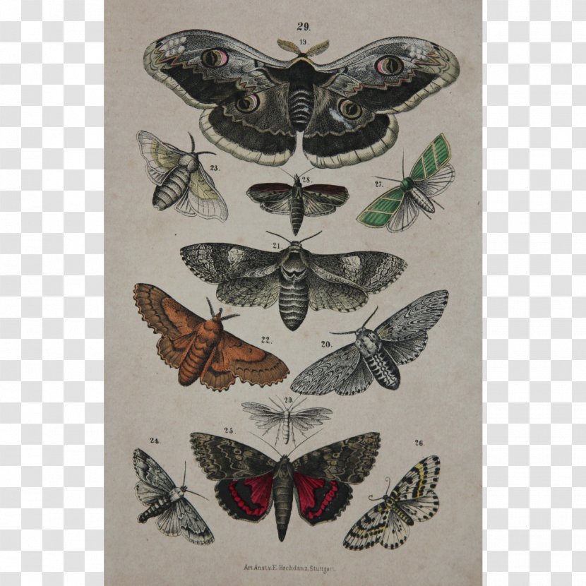 Antique Butterfly Drawing Vintage Clothing Engraving - Moth Transparent PNG