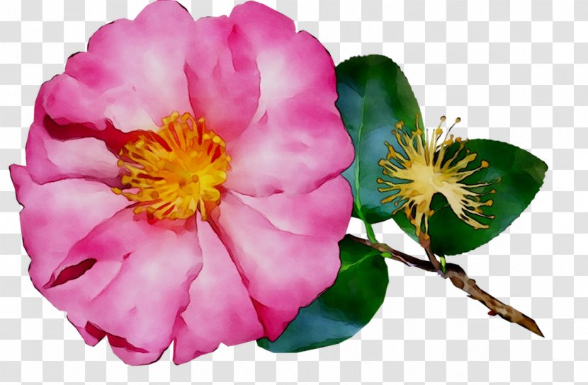 Cabbage Rose Garden Roses French Floribunda Sasanqua Camellia - Rosa Dumalis Transparent PNG