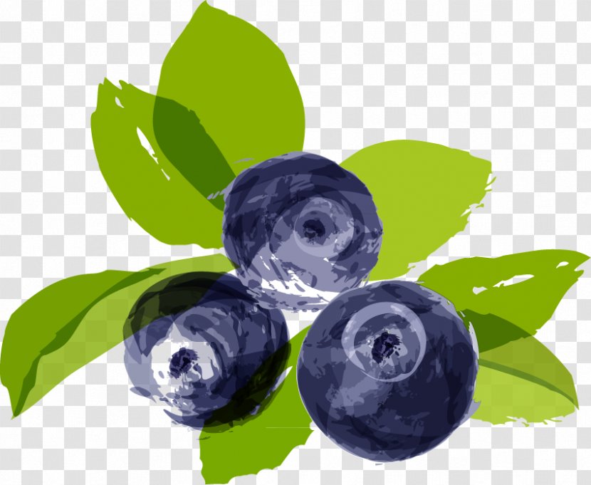 Bilberry Blueberry Illustration - Cartoon - Vector Material Transparent PNG