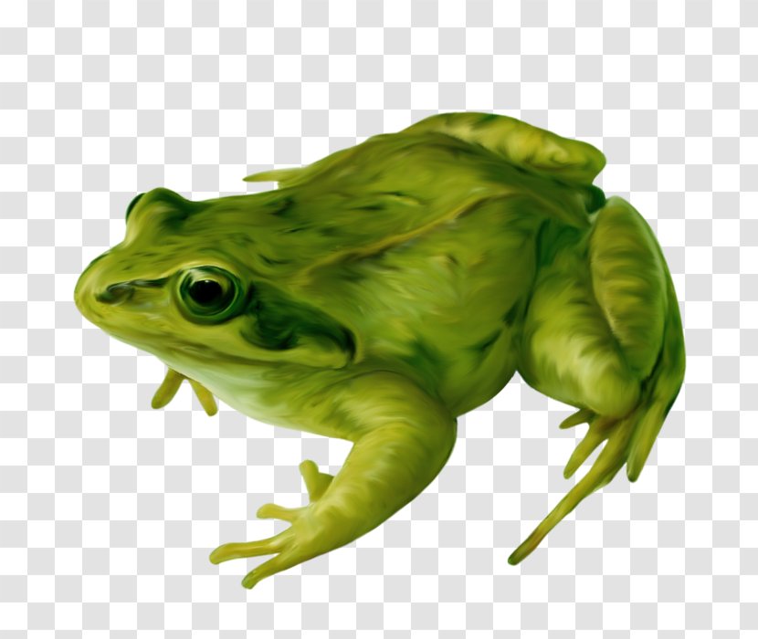 True Frog Amphibians Clip Art - Toad Transparent PNG