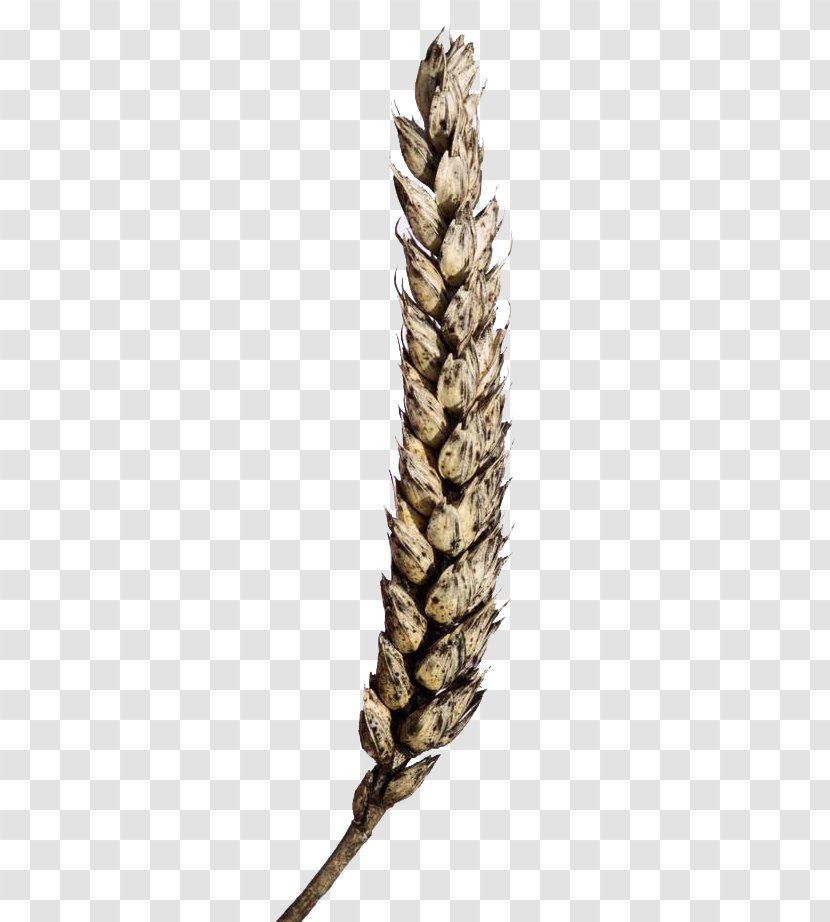 Wheat Cereal Ear - Plant - Moldy Transparent PNG