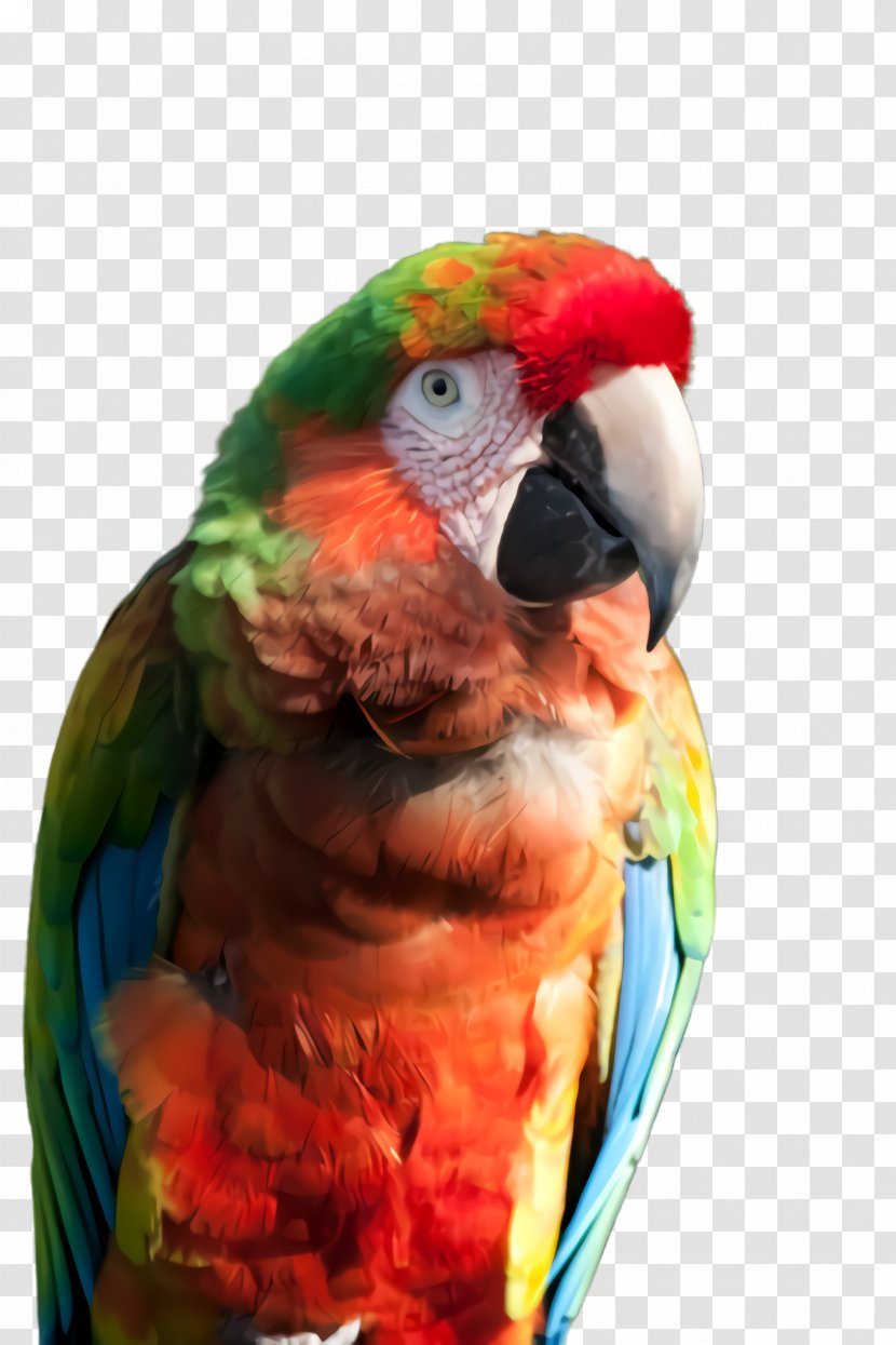 Lovebird - Parakeet - Perico Wing Transparent PNG