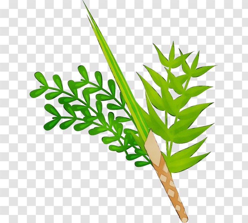 Palm Tree Background - Trees - Fern Flowering Plant Transparent PNG