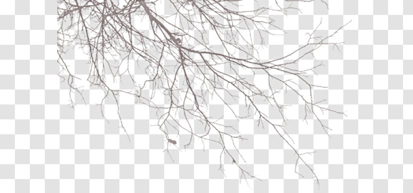 Twig Clip Art - Monochrome Photography - Plant Transparent PNG