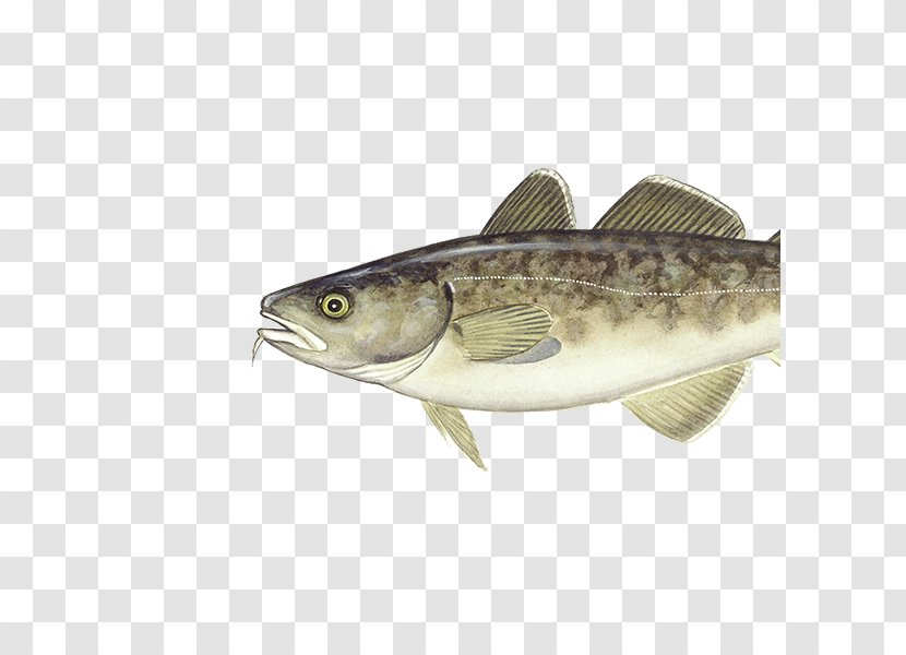 Atlantic Cod Pacific Alaska Pollock Seafood - Mullet - Varieties Gadus Morhua Transparent PNG
