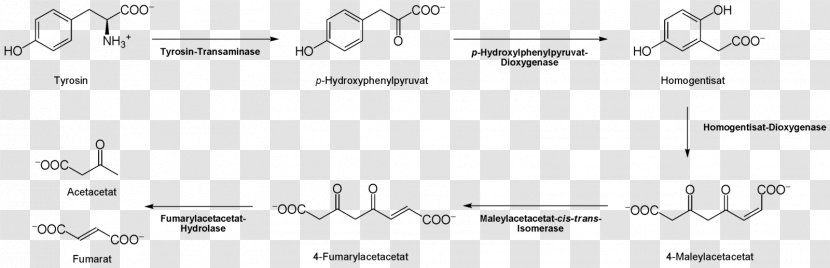 Tyrosine Citric Acid Cycle Proteinogenic Amino Thyroxine - Heart - Watercolor Transparent PNG