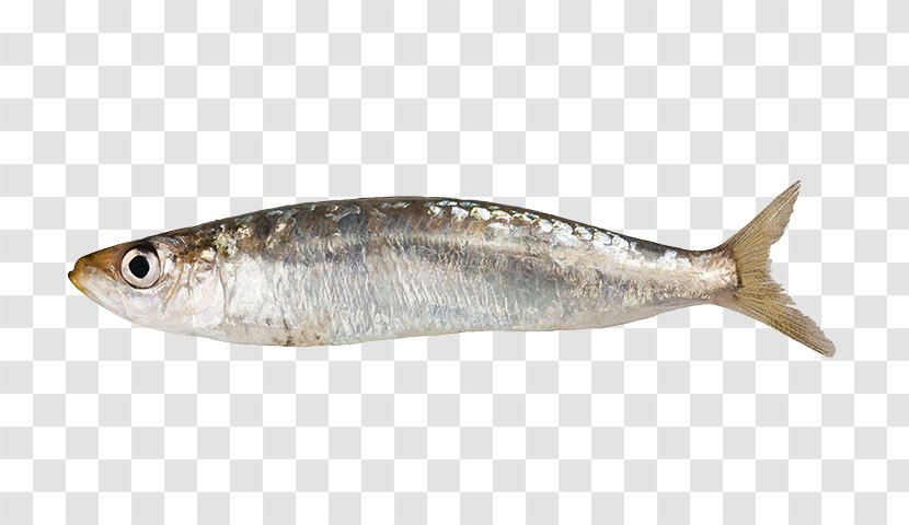 Sardine Stock Photography Fish Anchovy - Animal Source Foods Transparent PNG