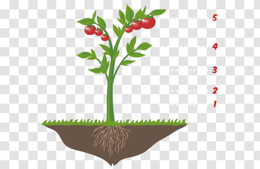 Flowerpot Food Plant Stem Clip Art - Flower Transparent PNG