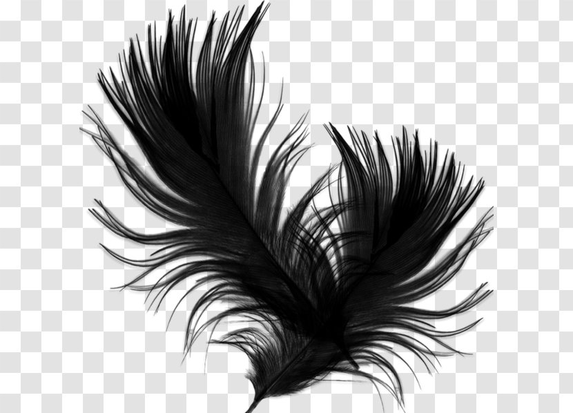 Feather - Apple Transparent PNG