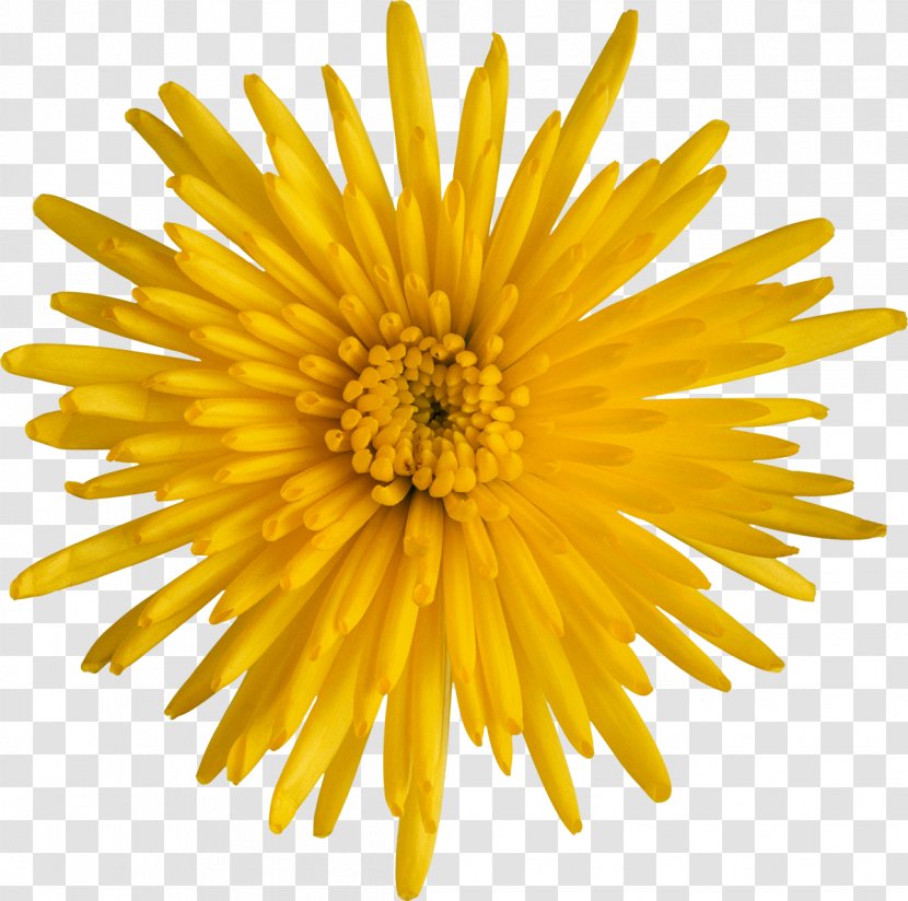 Breaking Away Royalty-free Stock Photography - Chrysanthemum Transparent PNG
