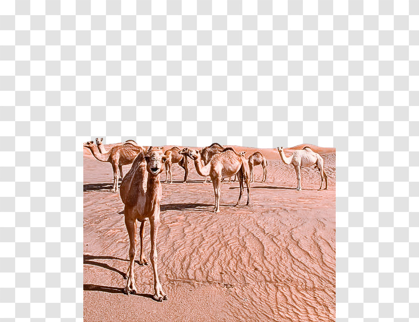 Camel Camelid Herd Arabian Camel Natural Environment Transparent PNG
