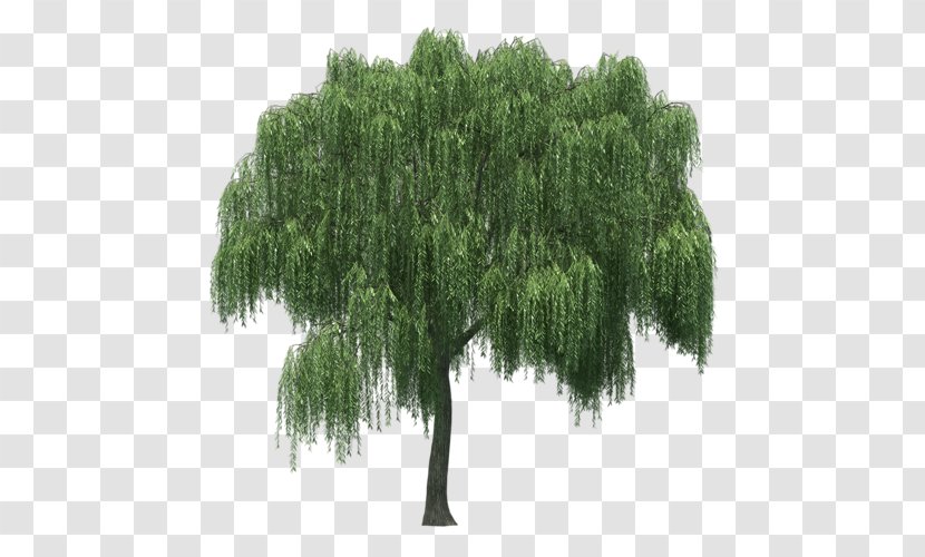 Landscape Tree Plant Salix Matsudana - Weeping Willow Transparent PNG