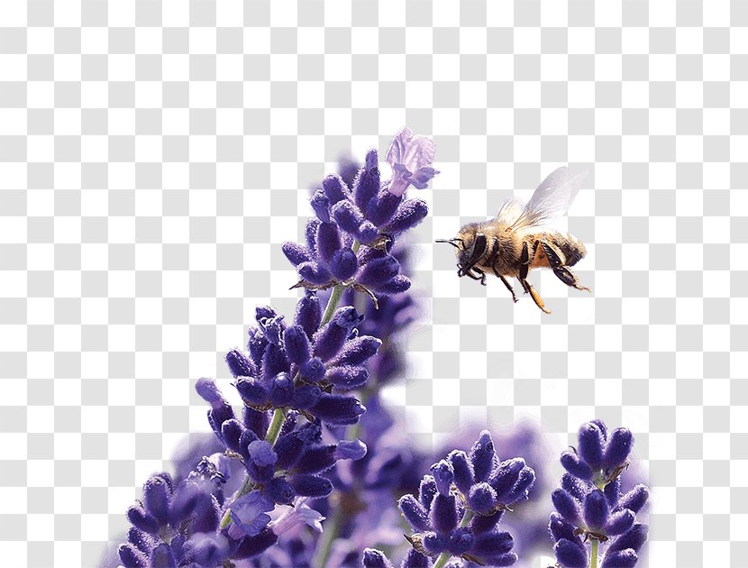 Honey Bee Subaru English Lavender Bumblebee French Transparent PNG