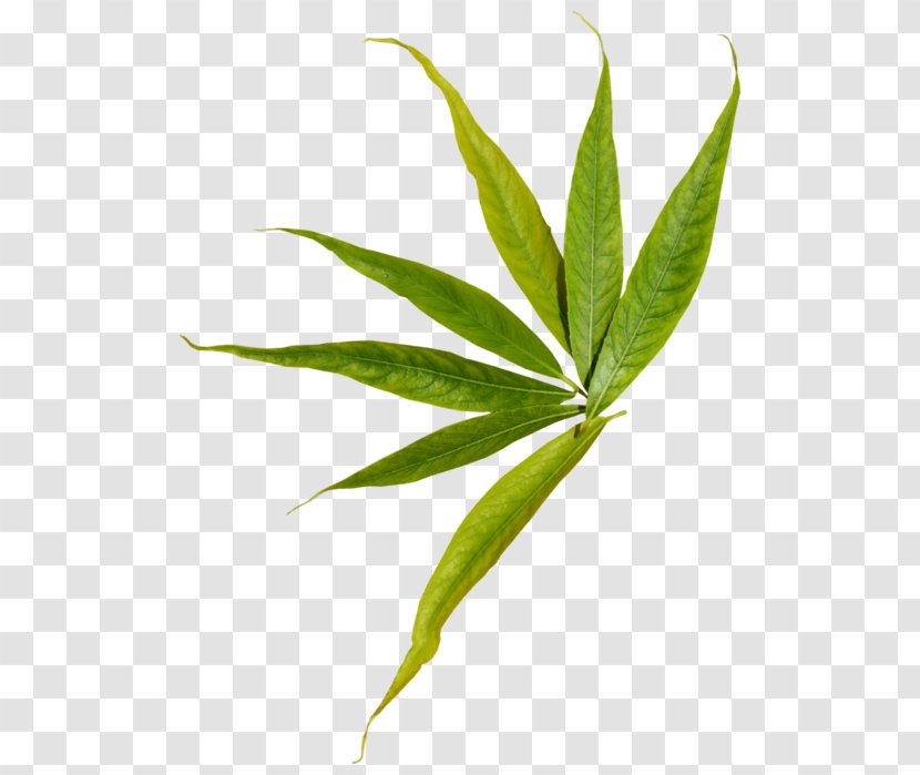 Leaf Clip Art Image Plant Stem - Bamboo Leaves Transparent PNG