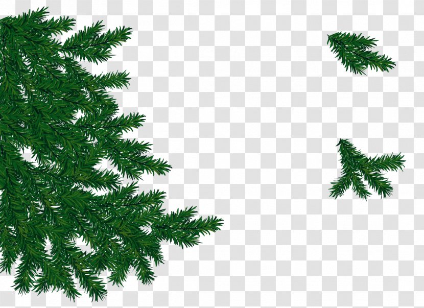 Spruce Fir Christmas Tree Pine Ornament - Branch - Branches Free Picture Buckle Transparent PNG