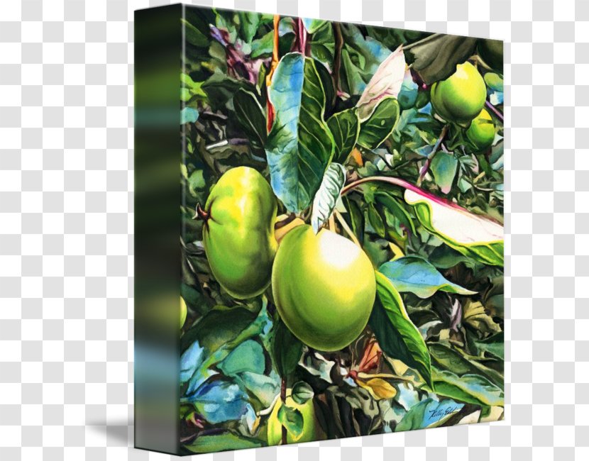 Citrus Canvas Gallery Wrap Floater Apple - Kelly Eddington Watercolors Transparent PNG
