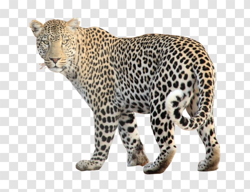 Jaguar Cheetah Leopard Clip Art - Whiskers Transparent PNG