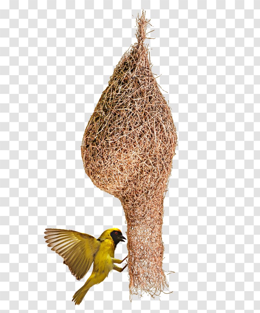 Bird Nest Stock Photography Edible Bird's - Weavers - Beak Transparent PNG