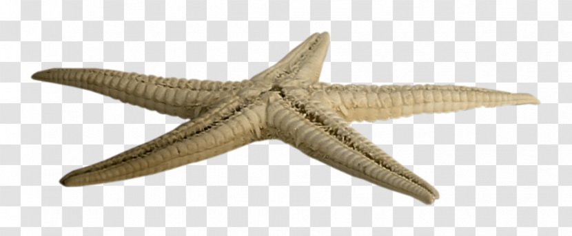 Starfish PhotoScape - Animal Figure Transparent PNG